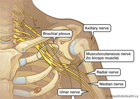 c5 c6 nerve - Google Search