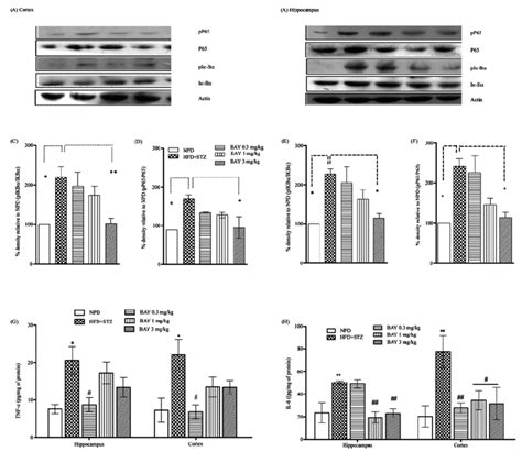 Effect Of Bay 11 7082 On Nf κb And Iκbα Expression A F And