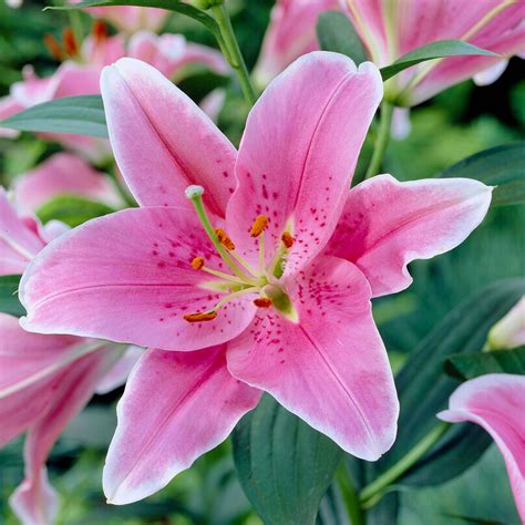 Lilium - Oriental Lily Sorbonne – Easy To Grow Bulbs