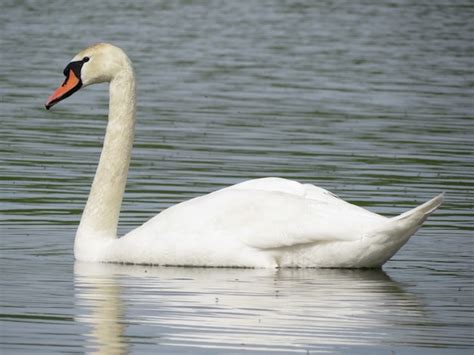 Hermosos Cisnes Blancos Nadan En El Lago Foto Premium