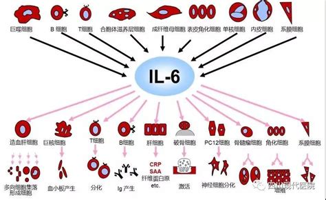 四川现代医院医学检验科新项目系列介绍 ——感染标志物白介素 6（il 6）检测的临床应用价值 知乎