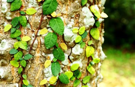 9 Surprising English Ivy Benefits (Hedera Helix)