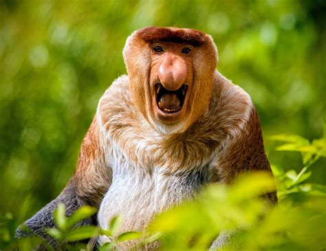 proboscis monkeys   large noses   unexpected  earthcom
