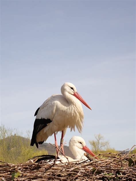 Cigognes Des Oiseaux Le Bec Photo Gratuite Sur Pixabay Pixabay