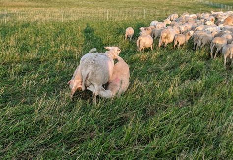 Mastitis in Sheep - Cornell Small Farms