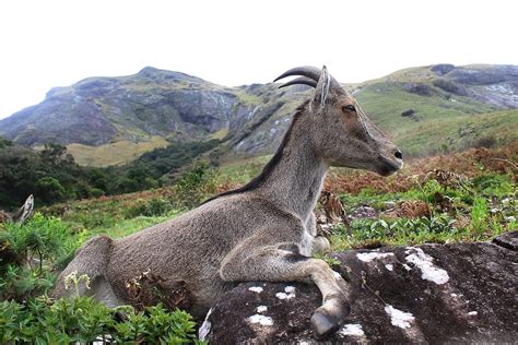 Nilgiri Tahr Conservation: Tamil Nadu Announces Project