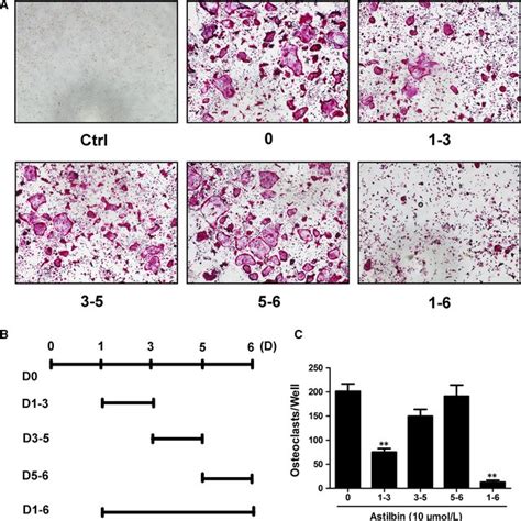 Astilbin Suppresses RANKLinduced Osteoclastogenesis In The Early