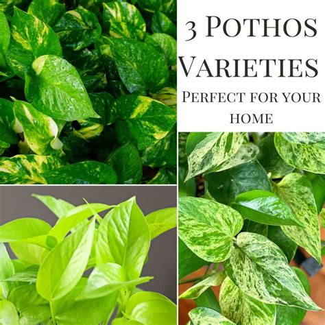 Three Stunning Easy Care Pothos Varieties The Contented Plant