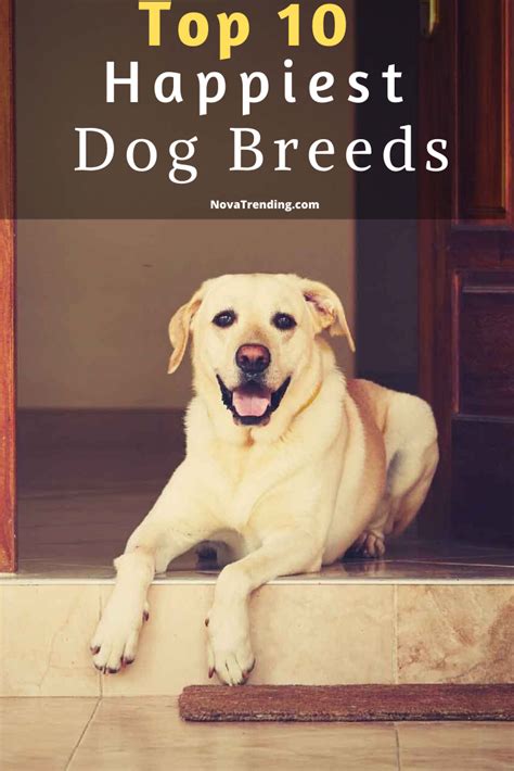 Top 10 Happiest Dog Breeds | Training your dog, Happy dogs, Dogs