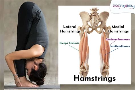 totalbodyflexibility easyflexibility