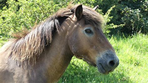 All About The Endangered Exmoor Pony