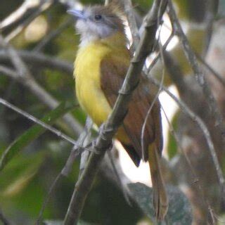 Some Notable Bird Records From The Study Area A White Throated