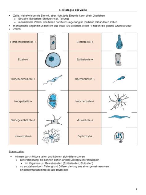 Biologie Der Zelle | PDF