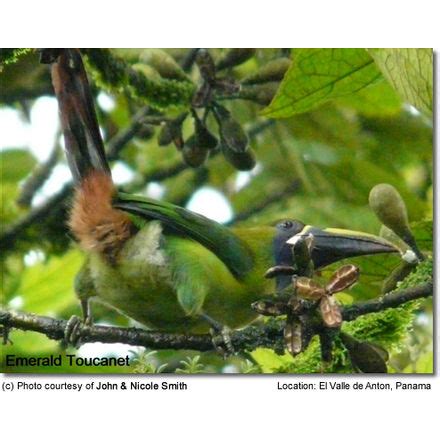 Green Toucanets (genus Aulacorhynchus) - Beauty of Birds