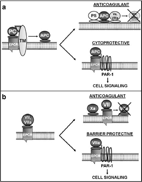 Endothelial Protein C Receptor Epcr Functions A Protein C Pc Is