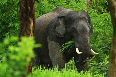 Top 10 Places Seeing Wild Elephants in Thailand | UME travel