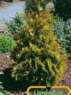 Thuja Occidentalis Sunkist Baumschule Lienemann