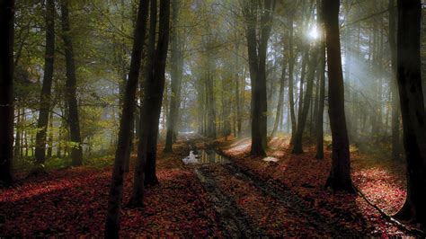 Wallpaper Sunlight Trees Landscape Fall Leaves Water Nature