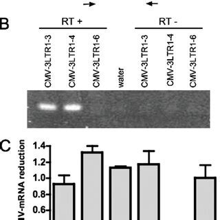 Short Sirnas Targeting The U Region Of The Hiv Promoter Have Limited