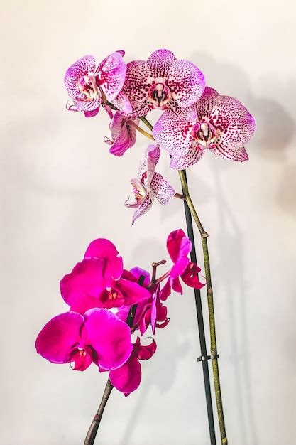 Ramo De Orqu Dea Roxa Florescendo Closeup Phalaenopsis Foto Premium