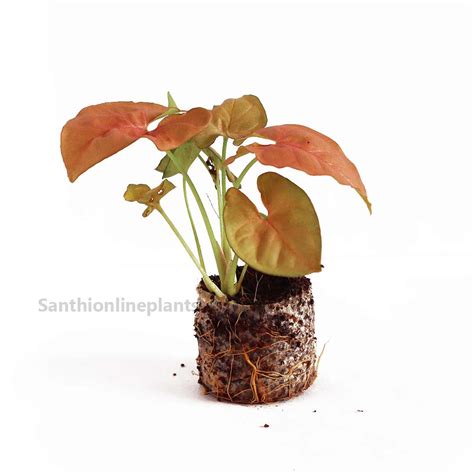 Pink Syngonium plant - Santhi Online Plants Nursery