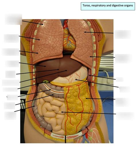 Torso Respiratory Digestive Organs Diagram Quizlet