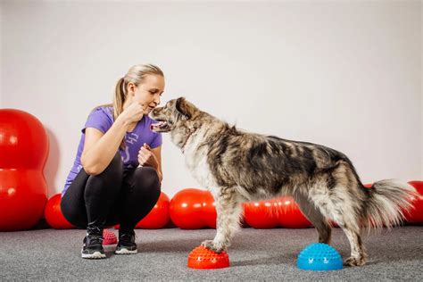 Dog Training Methods | Spot and Tango