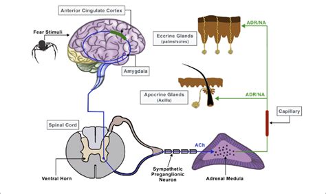 Neural Pathway Of Sweat Secretion From The Brain To The Sweat Glands