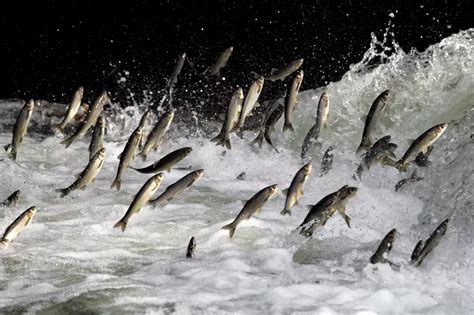 Las Poblaciones De Peces Migratorios Ha Descendido El Desde