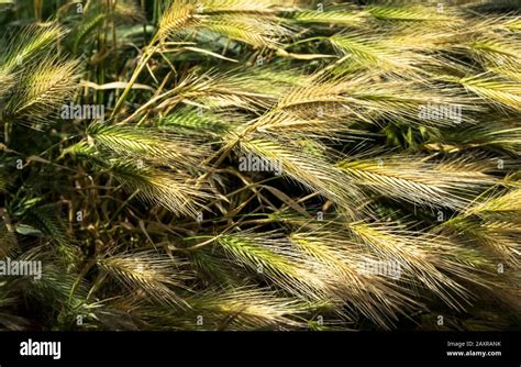 Grain Field Einkorn Wheat Closeup In Spring At Coursan Stock Photo