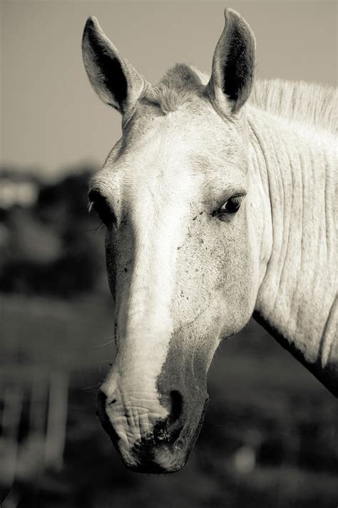 Horse Face Photograph By Celso Diniz Fine Art America