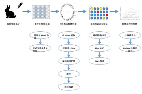 兔单抗制备服务 爱康得生物科技苏州有限公司