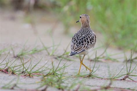 Beak Of The Week Buff Breasted Sandpiper Houston Audublog