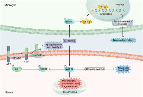 Frontiers Deciphering The Roles Of Metformin In Alzheimers Disease