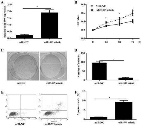 Mir Decreases Cell Viability Proliferation Induces Cell Apoptosis