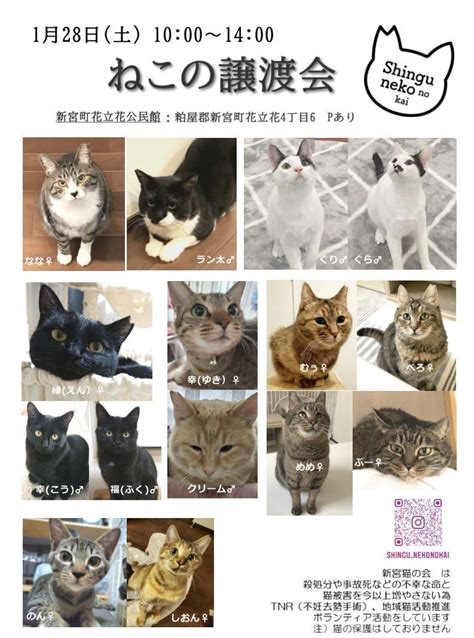 「保護猫譲渡会」（新宮猫の会のイベント 17592） ペットのおうち【里親決定25万頭！】