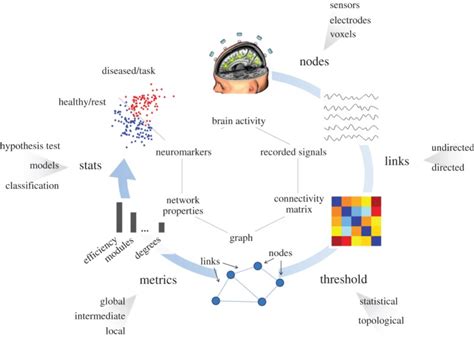 Graph Theory And Functional Connectivity Sapien Labs Neuroscience