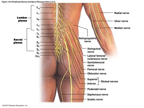 An Introduction To The Spinal Cord Spinal Nerves And Spinal Reflexes