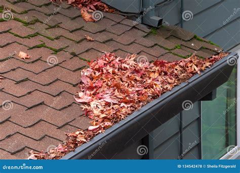 Leaves Clogging Rain Gutters On A Roof Stock Photo Image Of Nature