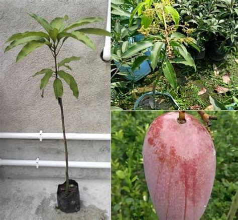 Pyanabi All Time Katimon Mango Plant Original Height 2 3 Feet Fruit