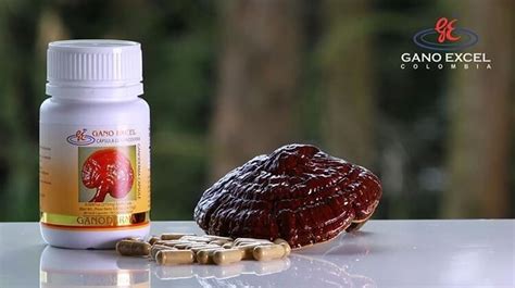 Capsulas Ganoderma Y Excellium Pioir Para Qu Sirven Beneficios