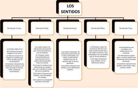 Arriba 56 imagen mapa mental de los sentidos para niños Abzlocal mx