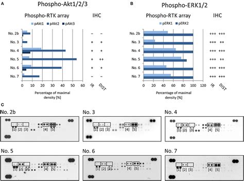 Frontiers Phospho Protein Arrays As Effective Tools For Screening