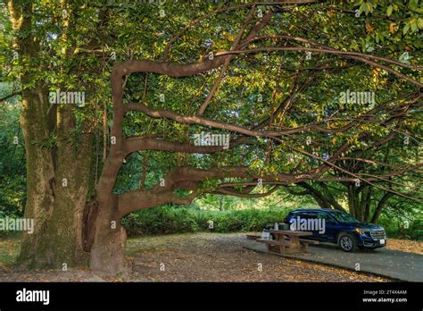 Myrtlewood Trees Over Campsite At Quosatana Campground Rogue River