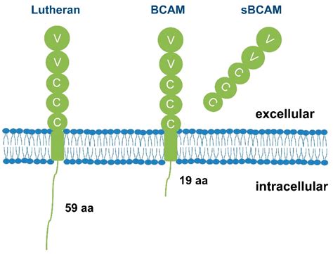 Ijms Free Full Text The Role Of Lutheranbasal Cell Adhesion