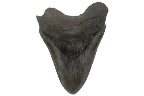 Serrated 448 Fossil Megalodon Tooth South Carolina 210758 For