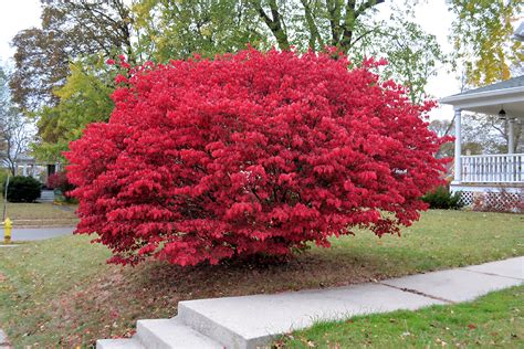 Burning Bush