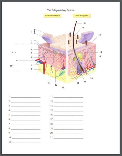 Integumentary System Worksheet 1 Integumentary Chessmuseum L