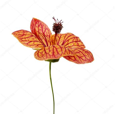 Abutilon Pictum Flower Red Vein Chinese Lanterns Flower Isolated White