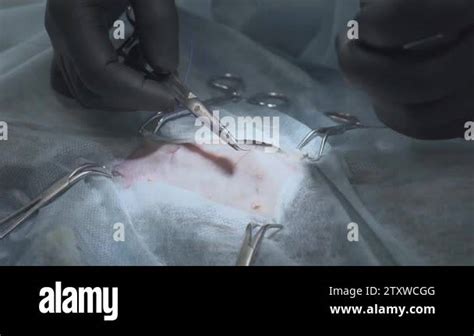 Surgical Sutures On A Cat After A Successful Operation Vet Doing The